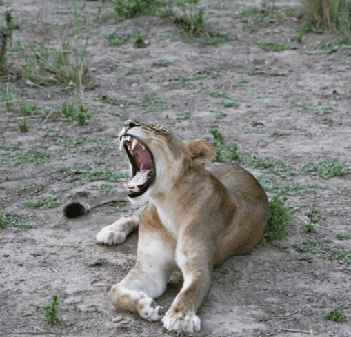 Lioness Zambia Mfwe Lodge 