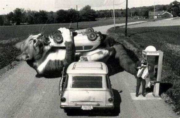 Cat, cars, Cat eat cars, Giant Cat, Godzilla Cat