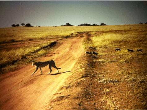 Cheetah, cheetah cubs, Africa, Serengeti, Throwback Thursday