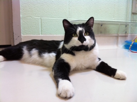 cat, Toronto, adoption, Toronto Animal Services 