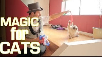 cats, magic tricks, silly, rick lax
