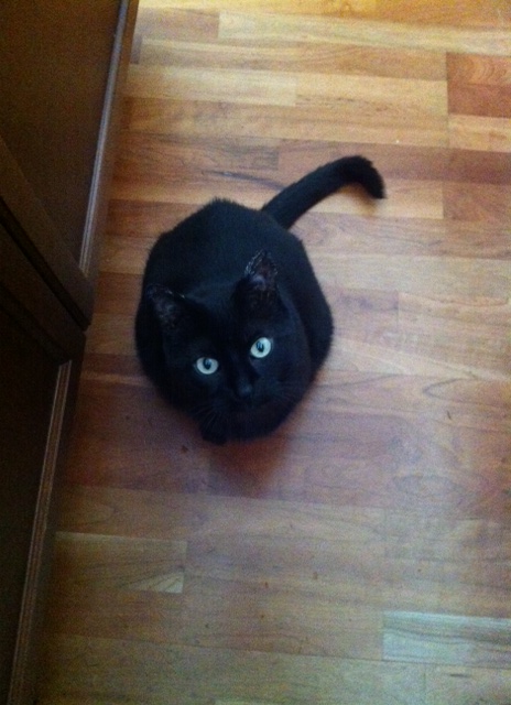 Black cats, sweet, cats, cat sitting