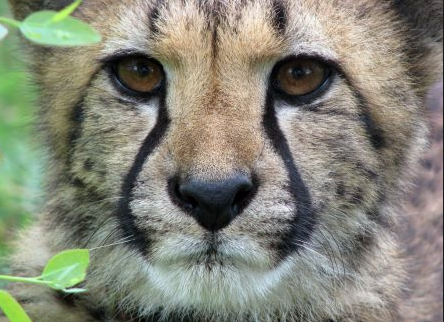 Africa, Cheetah, Big Cats, conservation