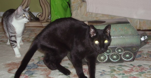 Cats, boxes, Tank, peace keeping