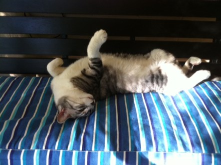 Cats, sleeping, sun, cute, silver tabby