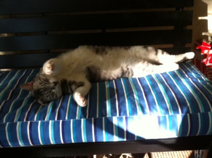 cats, sleeping, caturday, silver tabby