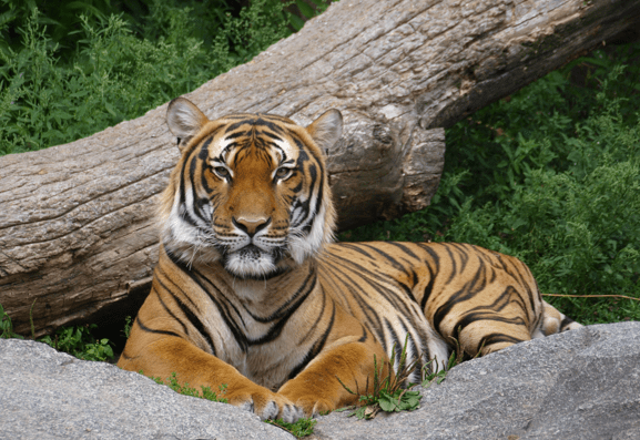 Tiger, Tiger Trade, China, Tiger bones, Killed for entertainment, asian medicine, stop tiger farms in China