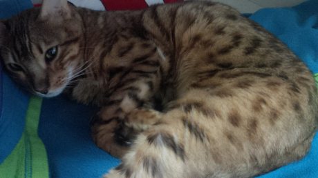 cat, shot, gun, Bengal, Outdoot hazards, animal abuse