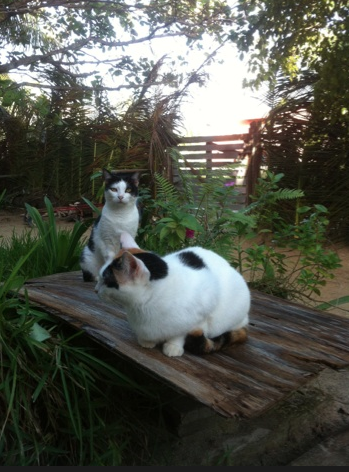 Cats, Caye Caulker, Belize, PAW cat sanctuary, stray cats