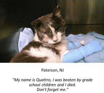 Cat, Quatrro, cat abused, children, New Jersey, May 2014, USA