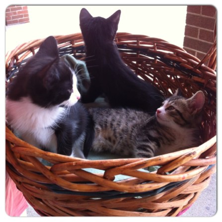 cats, kittens, rescue, adopt, spay, nuetuer, basket