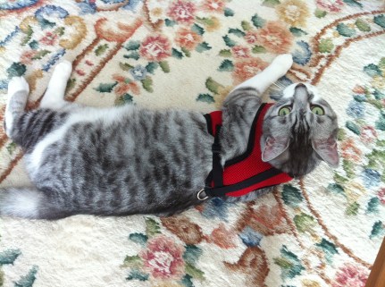 cats, harness, leash, walking cats, Premier Gentle Leader, Kitty on a leash