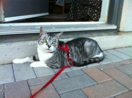 cats, walking on a harness, leash training cats, Premier’s Gentle Leader Come with Me Kitty