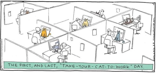 cats, office, work, desk, offic cats