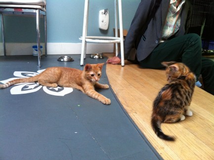 Kittens, Cats, Cat Cafe, Toronto, Pet Me Meow