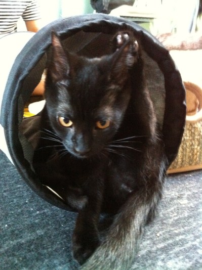 cats, kittens, black cats, pet me meow, cat cafe, toronto, adoption