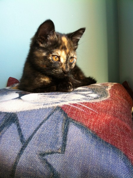 cats, kittens, tortieshell, pet me meow, cat cafe