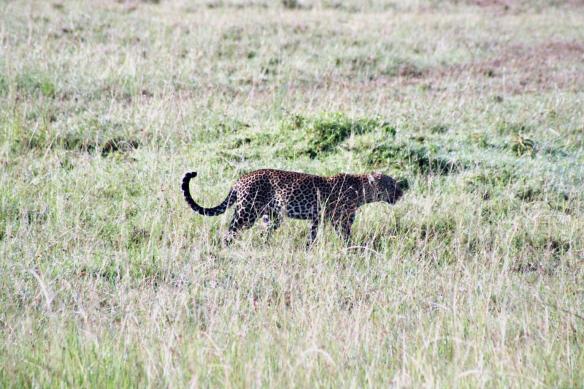 Leopards, Kenya, big cats, travel, tourism, conservation, wildlife