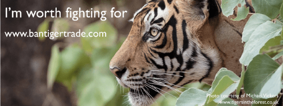 International TIger Day, Tigers, Global TIger Day, July 29 2014, Extinct, China, Tiger skins, Tiger bones, Tiger Trade, Tiger Time, Extinction, Endangered