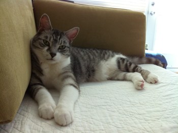 Cats, catbeds, silvertabby, cat-napping,cute