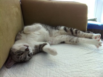 cats, looking cute, sleeping, silvertabby, 