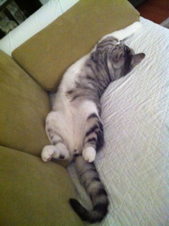 cats, cat belly's, sleepy, cute, silvertabby