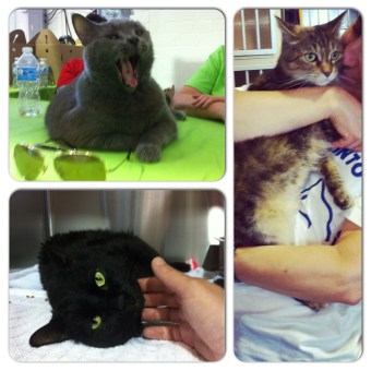 Toronto, PetSmart Charities Canada, Toronto's Mega Pet Adoption Event, CNE