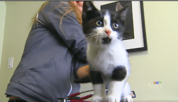 Kitten, rescued, highway 401, Duff and Brock Jones, Forgotten Ones Cat Rescue Richmond Hill