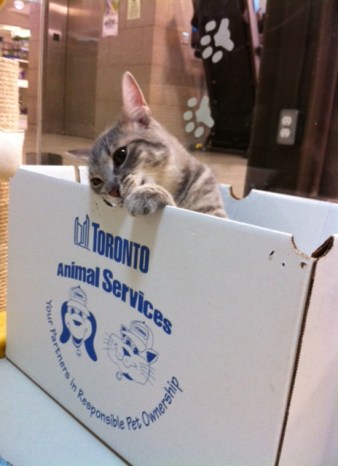 Cats, Kittens, Toronto, Toronto Animal Services, adopt, volunteer, donate, foster, spay, neuter, rescue,