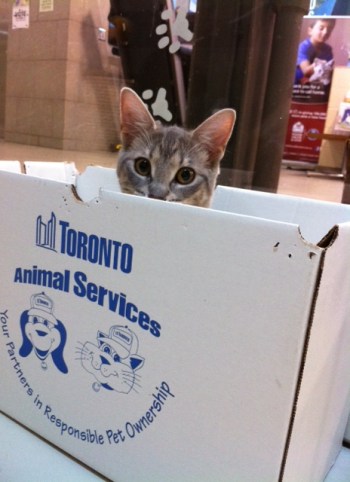 Cats, Kittens, Toronto, Toronto Animal Services, adopt, volunteer, donate, foster, spay, neuter, rescue,