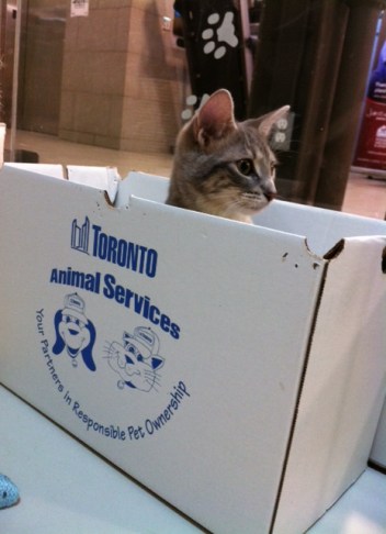 Cats, Kittens, Toronto, Toronto Animal Services, adopt, volunteer, donate, foster, spay, neuter, rescue,