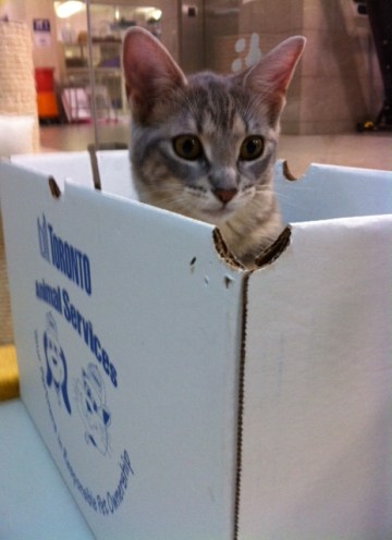 Cats, Kittens, Toronto, Toronto Animal Services, adopt, volunteer, donate, foster, spay, neuter, rescue,