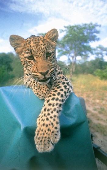 My Life With Leopards Graham Cooke's Story, Africa, Leopards, Big Cats, South Africa, Zambia, South Luangwa