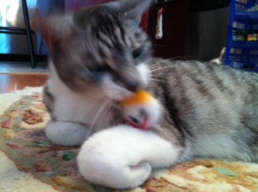 Cats, Cat Toys, Classic TV, Mr. Bill, SNL