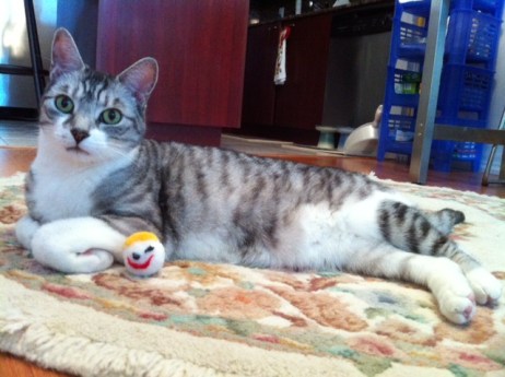 Cats, Cat Toys, Classic TV, Mr. Bill, SNL