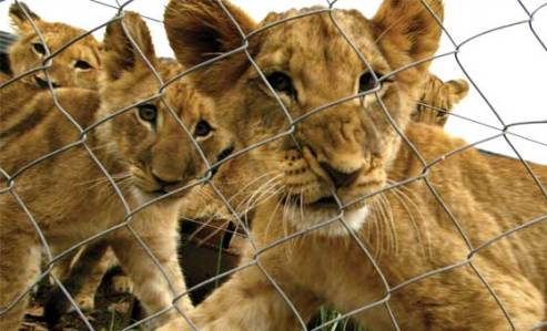 Lions, Ethical Tourism,  World Lion Day,Global March For Lions, Endangered, Extinction, Big Cats, Africa, South Africa, Canned Hunting, Trophy Hunting, Ban imports of Lion Trophies, USFWS, conservation, poaching,