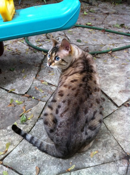 cats, Bengal Cats, Exotic, spotted cats, snow leopard bengal, snow leopars, mini leopards, 