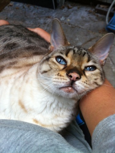 cats, Bengal Cats, Exotic, spotted cats, snow leopard bengal, snow leopars, mini leopards, 