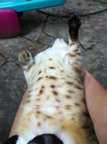 cats, Bengal Cats, Exotic, spotted cats, snow leopard bengal, snow leopars, mini leopards, 