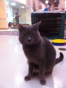 cats, Toronto Animal Serivces, Felie Luekemia, Special needs cats, adopt, rescue, 