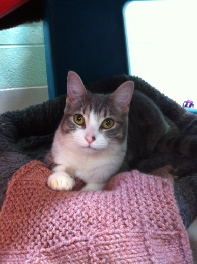 cats, Toronto Animal Serivces, Felie Luekemia, Special needs cats, adopt, rescue, 