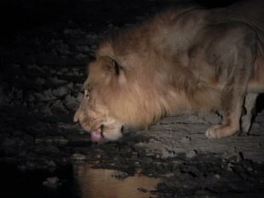 Lioness, Lions, World Lion Day, Gorongosa National Park, Mozambique, Africa, conservation, Travel, Photography,wildlife