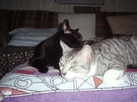 cats, black cats, National black cat appreciation day, little planthers, adopt, Silver tabby, rescue, graceful