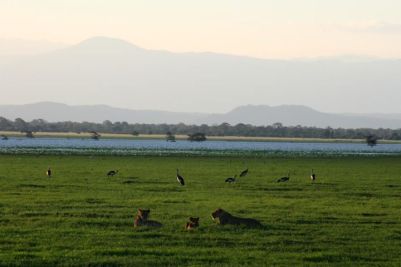 Lions, World Lion Day, Gorongosa National Park, Mozambique, Africa, conservation, Rob Janisch, wildlife