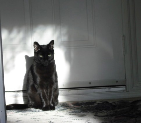 cats, black cats, National black cat appreciation day, little planthers, adopt, rescue, graceful