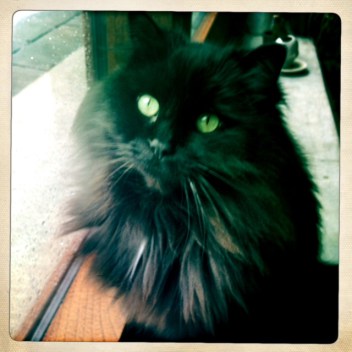 Cats, Black cats, Catnapped, Lets talk about your cat, cat stories, rescue, stray cats, adoption, Toronto