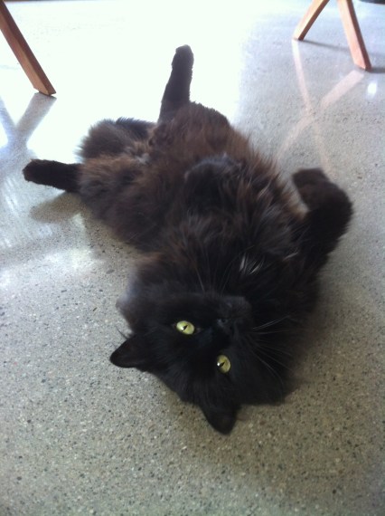 Cats, Black Cats, adopt, rescue, spay, neuter, I love black cats, Black cats are special, Beautful, 