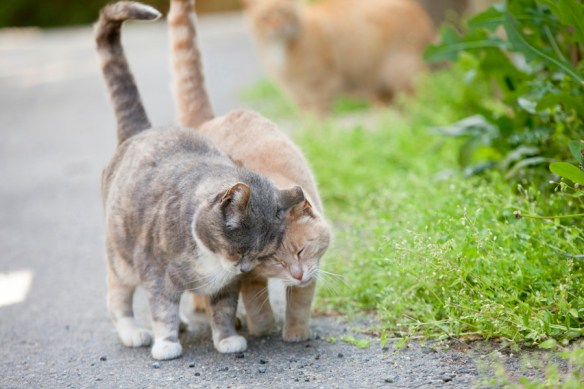 Cats, Kittens, Feral Cats, Stray Cats, Homeless Cats, Photography,  Jason and Elizabeth Putsche, Photgraphers For Animals, TNR, Alley Cat Allies, Community Cats, Documentary, animal rights, Helping cats, Animal Shelters, Rescue, Adopt, Spay, Neuter, Compassion for cats