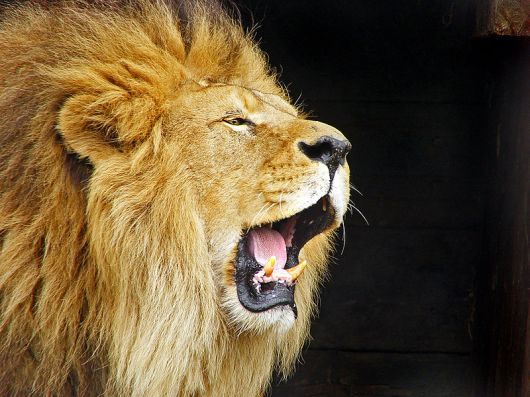 Lions, Lion Aid, EU, Hunting, trophies, Benin, Burkina Faso, Cameroon, Save Lions, Ban lion hunting, conservation.