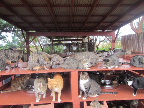 cats, Kittens, Hawaii, Hawaiian Islands, Lanai, Lana Animal Rescue Center, LARC, stray cats, Kathy Carroll, Travel, Volunterring in Hawaii, Adopt cats in Hawaii, cat paradise, cat rescue in Hawaii